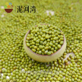 Germinate / sprouting green mung beans